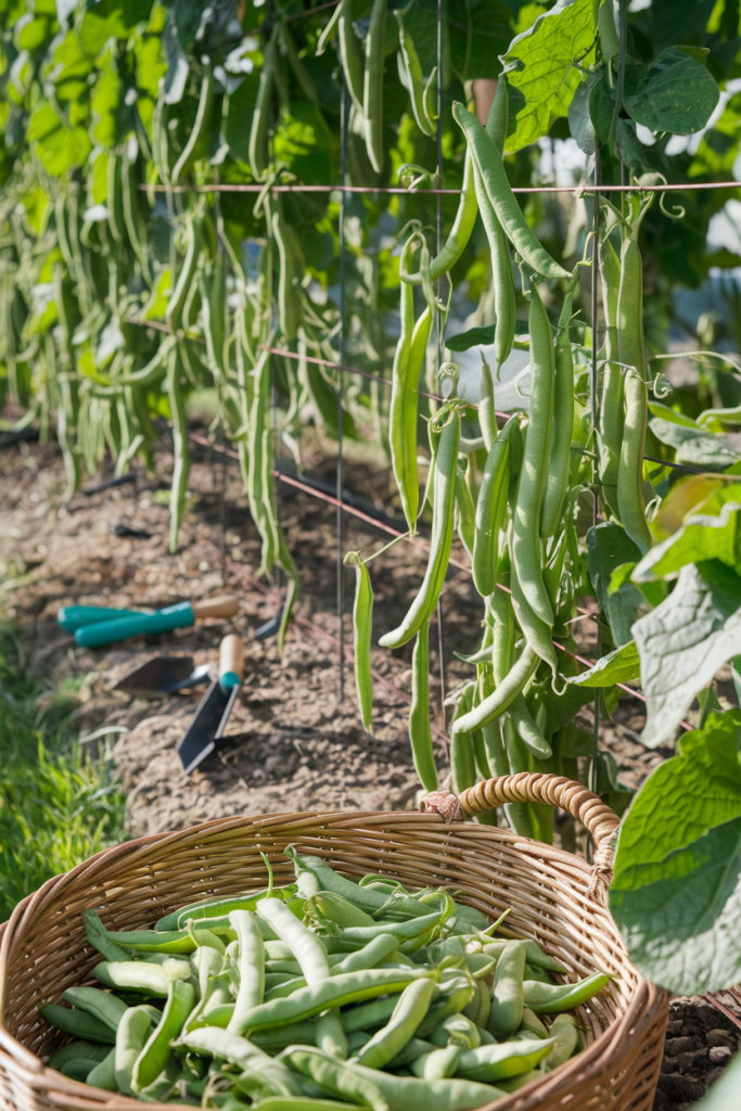 A basket of freshly harvested green beans in a garden, with a trellis of bean vines in the background